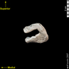 lucy first rib dorsal posterior view