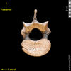 lucy lumbar vertebra caudal inferior view
