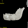 lucy skeleton lateral left view of mandible