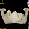 lucy skeleton ventral/anterior view of mandible