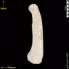 lucy lateral view of manual proximal phalanx