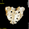 lucy dorsal posterior view of sacrum