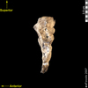 lucy lateral left view of sacrum