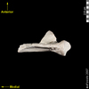 lucy caudal inferior view of scapula