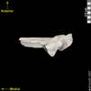 lucy cranial superior view of scapula