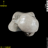 lucy distal view of talus