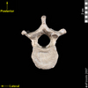 lucy caudal inferior view of thoracic vertebra
