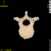 lucy cranial superior view of thoracic vertebra