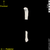 lucy lateral view of tibia