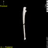 lucy lateral view of ulna