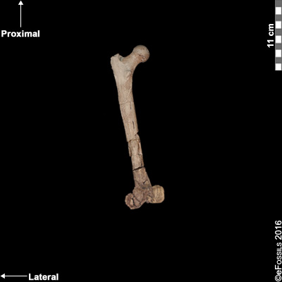 lucy femur bone dorsal posterior view
