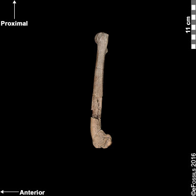 lucy femur lateral view