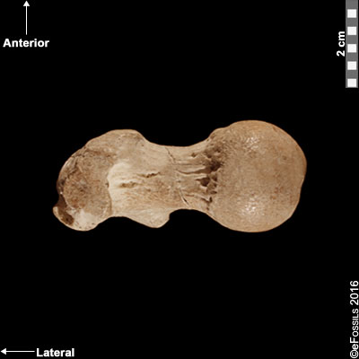 lucy femur proximal view
