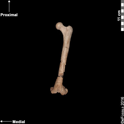 lucy femur ventral anterior view