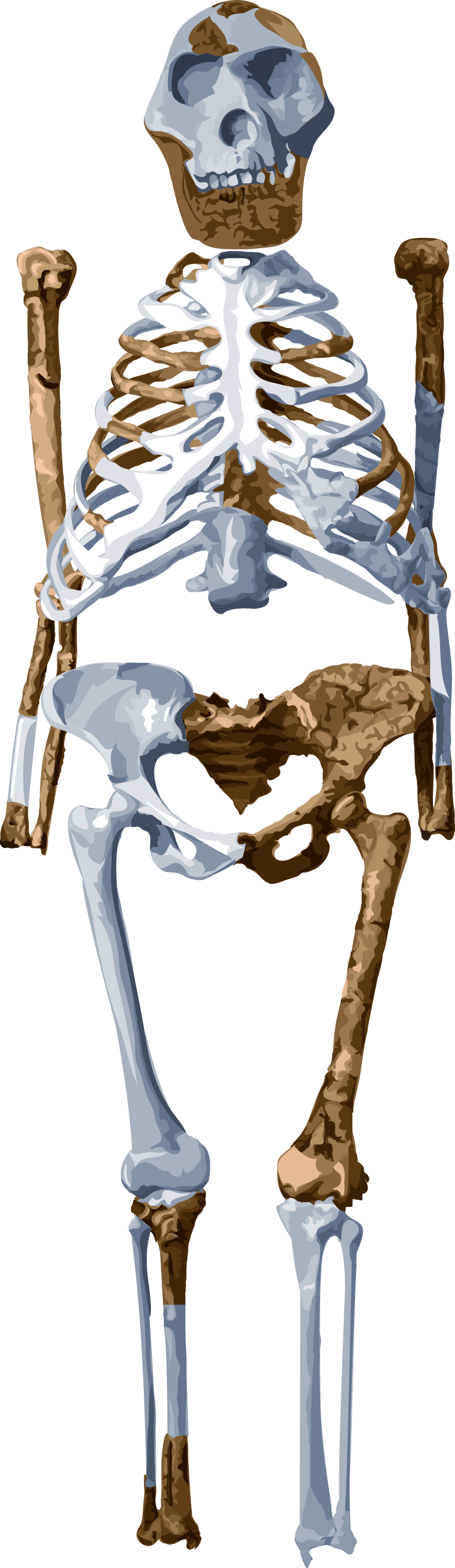 Australopithecus Afarensis Lucy Skeleton